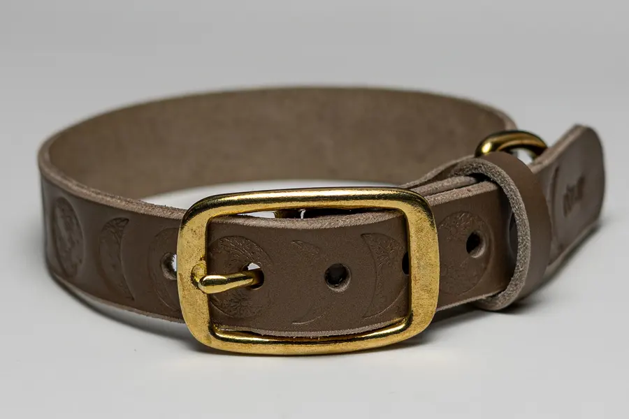 A brass buckled leather dog collar on white seamless.
